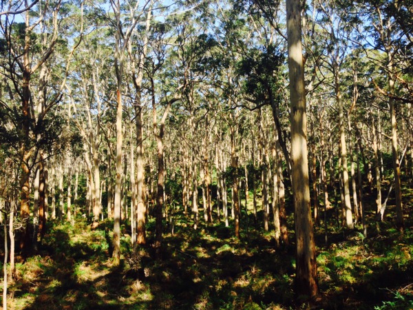 Boranup Forest Drive